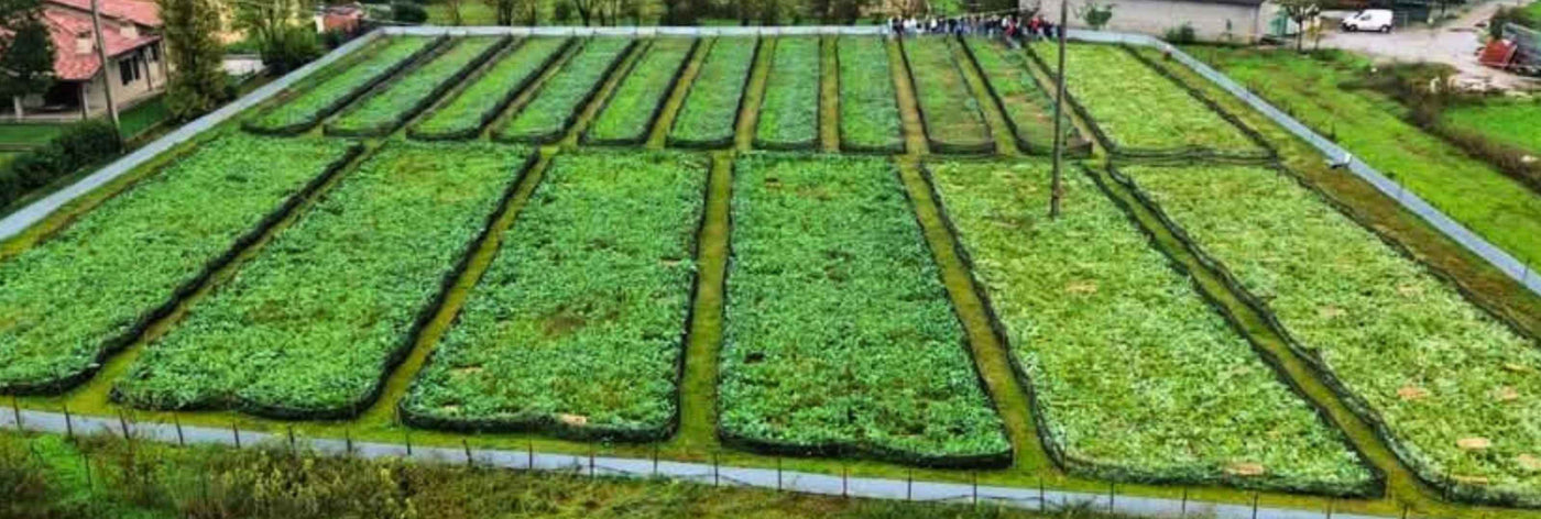 Chi siamo: allevamento-lumache-vendita-lumache-vive-online-la_lumaca-bianca