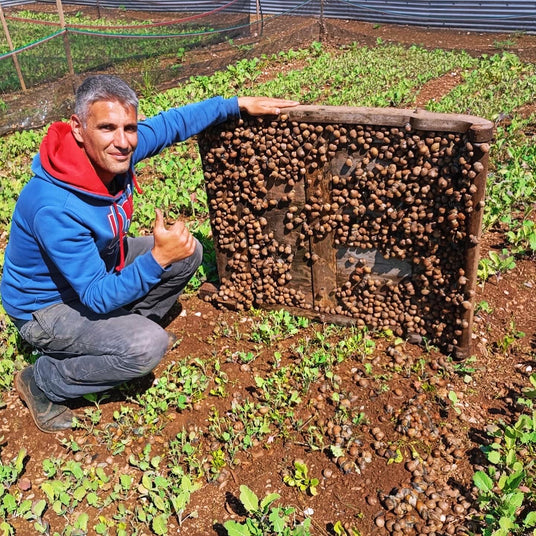 L’Allevamento: il Cuore della Lumaca Bianca . giovanni che raccoglie le lumache