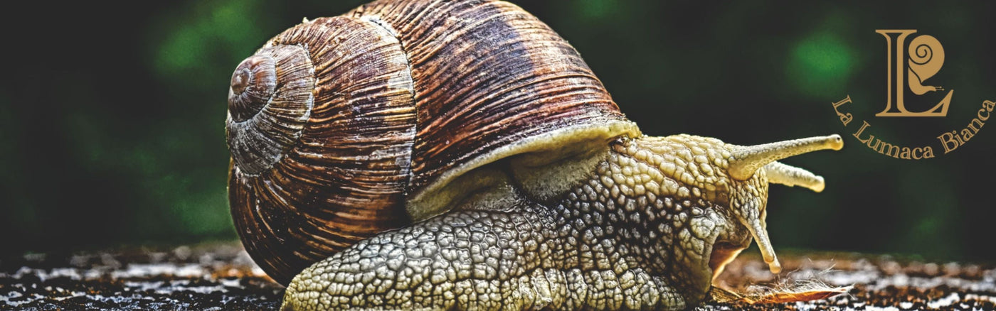 Vendita Lumache Vive Online - La Qualità che Stavi Cercando. Lumache vive helix aspersa e maxima da 500gr a 10kg