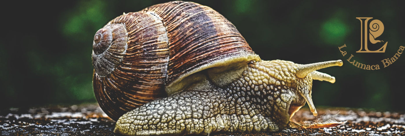 Vendita Lumache Vive Online - La Qualità che Stavi Cercando