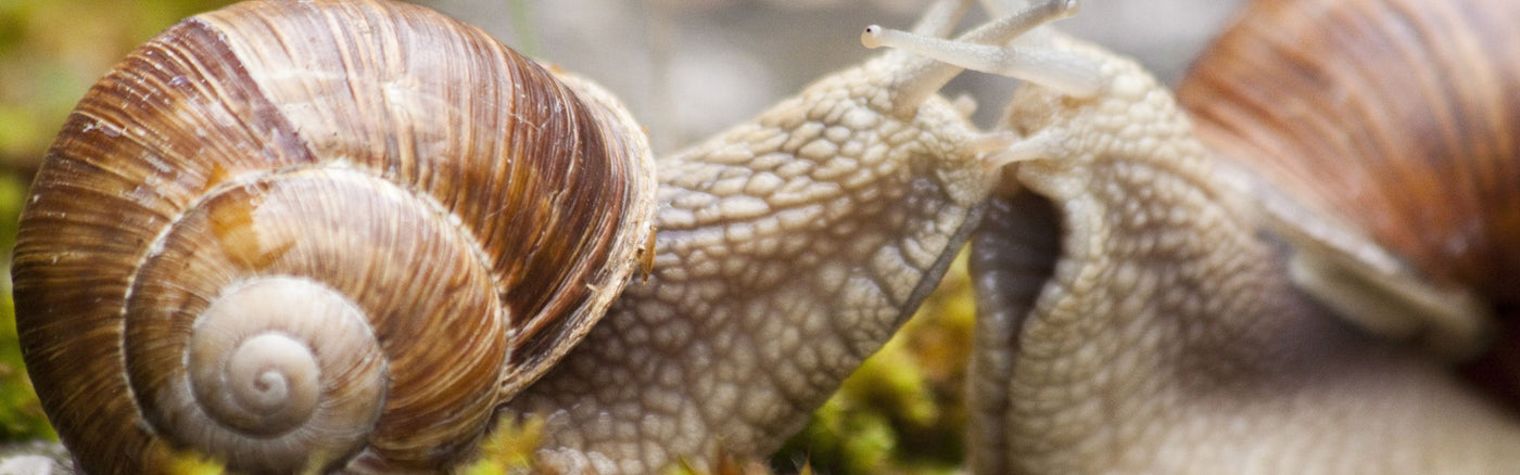 Lumache di Terra - Scopri la Qualità di La Lumaca Bianca