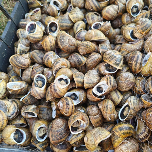 allevamento di lumache la lumaca bianca