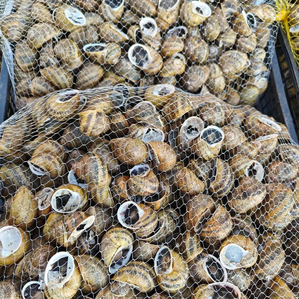 lumache vive helix aspersa maxima acquista on line