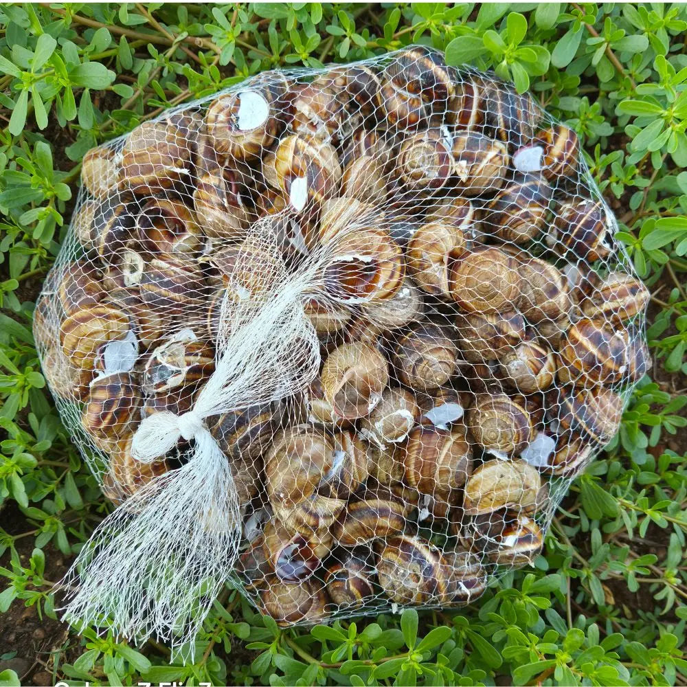 Lumache Vive Helix lucorum