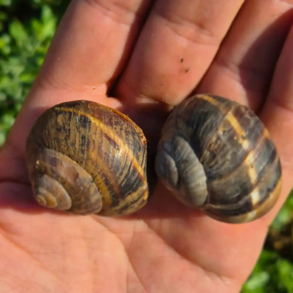 vendita lumache lucorum italiane