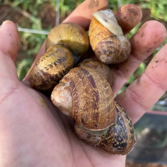 Vendita lumache vive online Italia