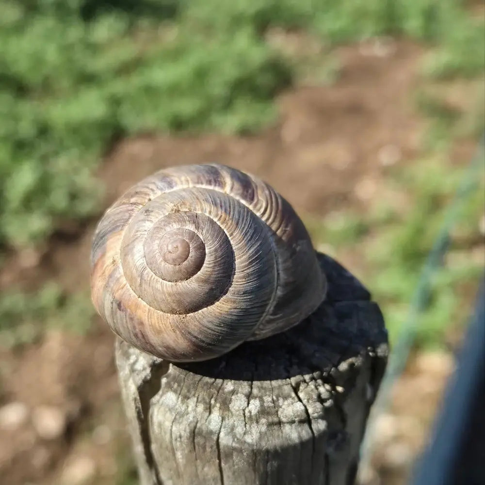 Lumache Vive Helix lucorum