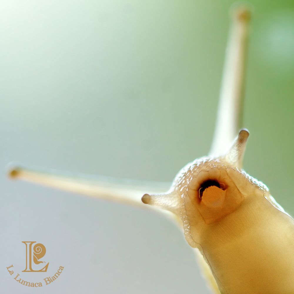 Bava di Lumaca: Benefici Terapeutici per Tosse, Reflusso e Stomaco