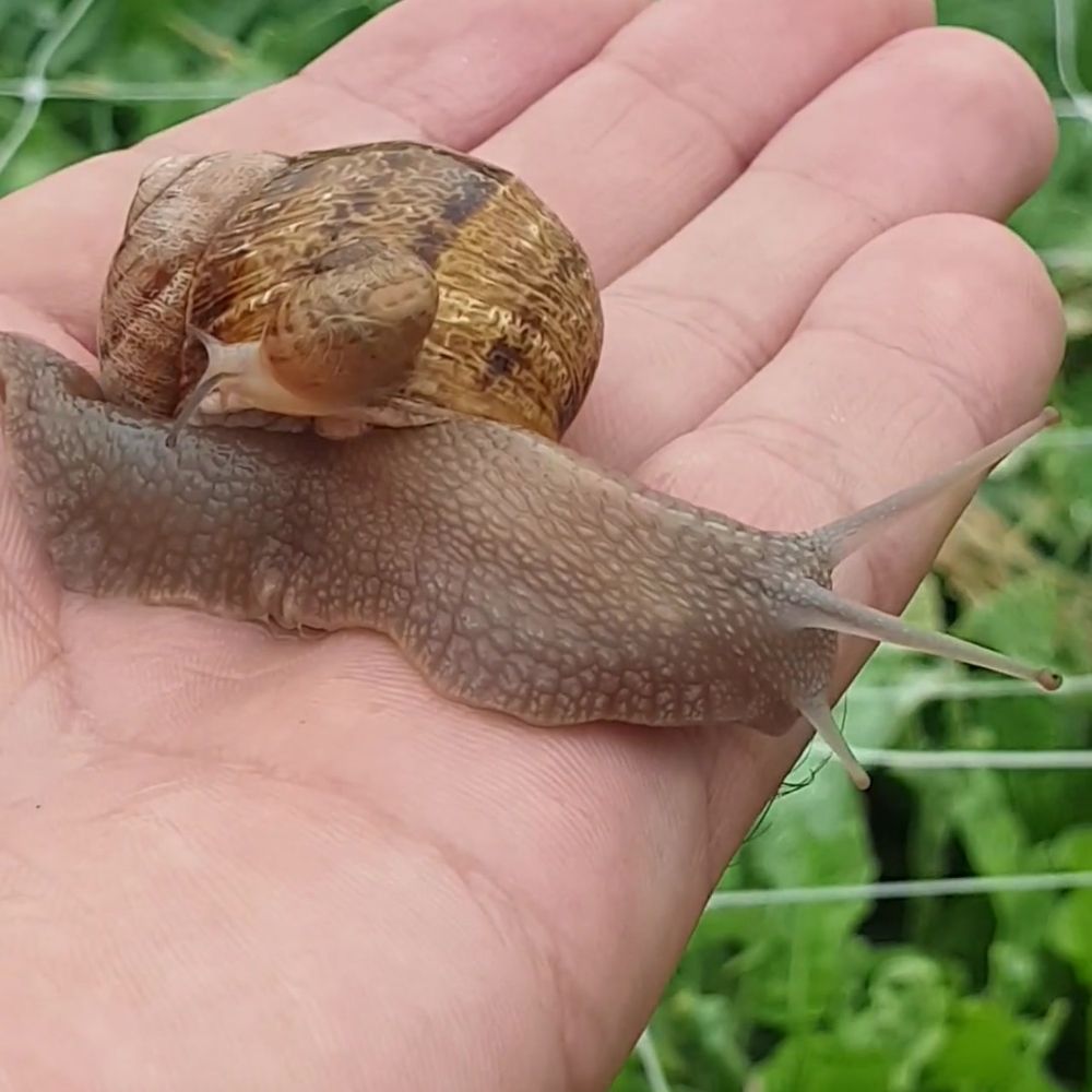Lumache Vive di Qualità: Allevamento Italiano | La Lumaca Bianca
