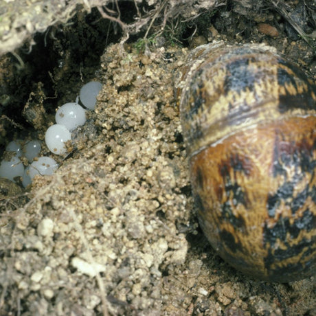Helix Aspersa: Curiosità e Caratteristiche della Chiocciola Comune
