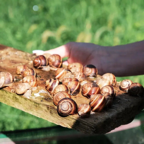 Vendita lumache vive ed escargot biologiche italiane. lumache da mangiare di altissima qualità - la lumaca bianca