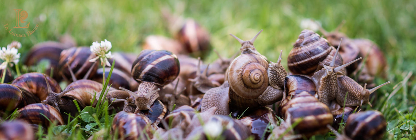 Immagini di lumache vive: "Lumache di terra vive allevate naturalmente - La Lumaca Bianca
