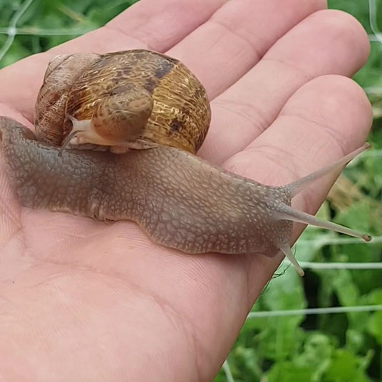 lumache helix aspersa massima la lumaca bianca