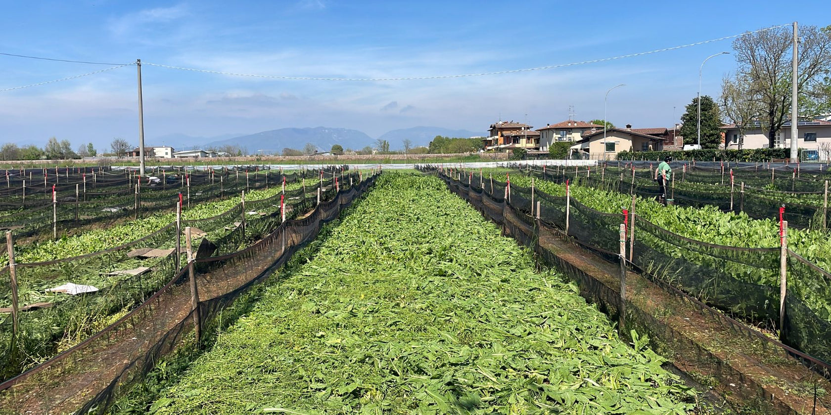 Lumache di Qualità Italiana
Dalla nostra elicicoltura ai tuoi prodotti: freschezza e tradizione garantite