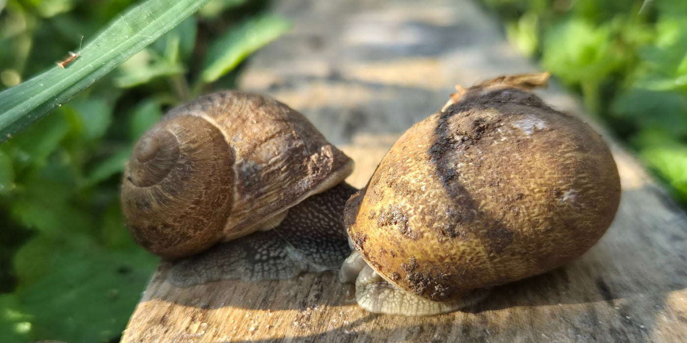 Allevamento lumache da mangiare Helix Aspersa ciclo naturale Ghedi Brescia La Lumaca Bianca
