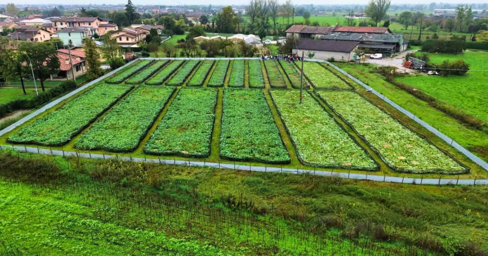 Allevamento di lumache a Ghedi provincia di Brescia - Vendita lumache e cosmetici con bava di lumaca