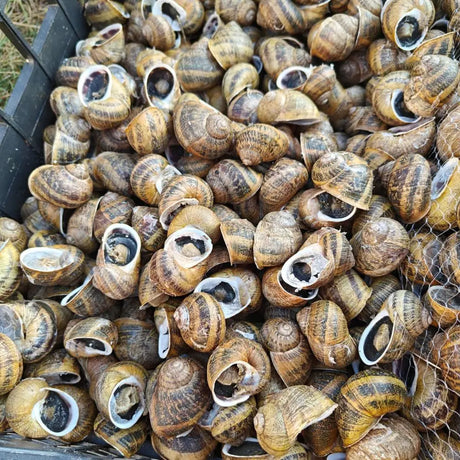 lumache helix aspersa maxima - lumache vive gourmet - la lumaca bianca