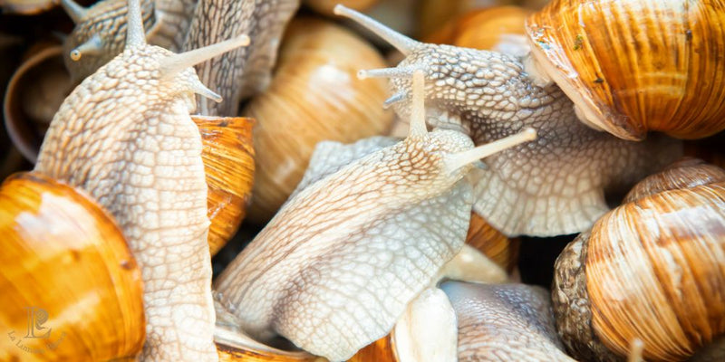 lumache_vive_vendita_-_la_lumaca_bianca-_compra_un_kilo_e_risparmia_4_euro