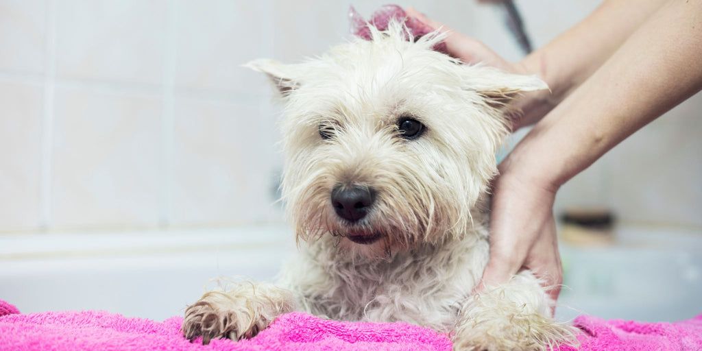 cane che fa il bagnetto in vasca con lo shampoo naturale con bava di lumaca - la lumaca bianca