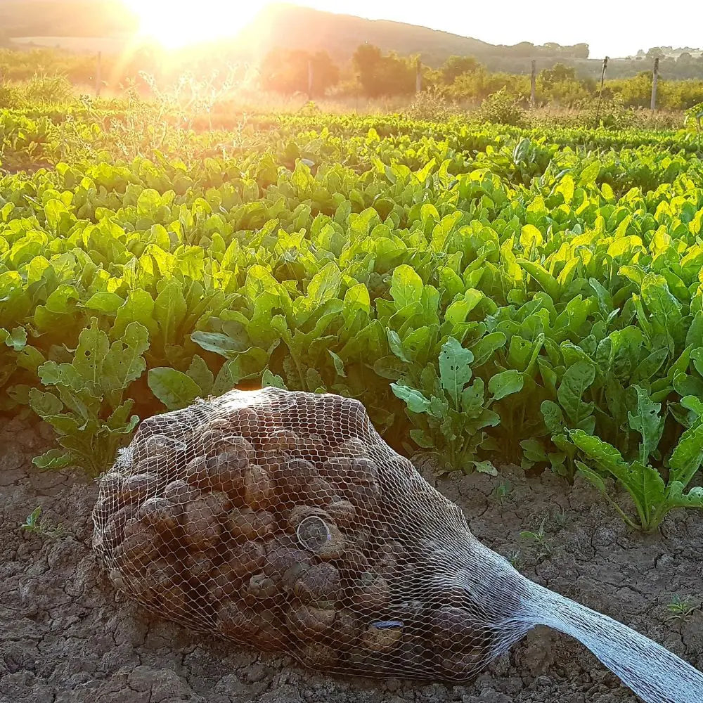 vendita lumache vive la lumaca Bianca - allevamento di lumache