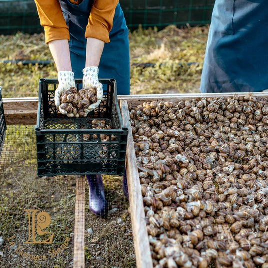 Vendita lumache vive on line. Processo di raccolta e spurgatura presso l'allevamento dil lumache La Lumaca Bianca