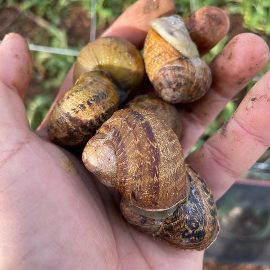 Lumache in vendita presso l'allevamento la lumaca bianca a  ghedi. - 30 euro su 5kg di lumache